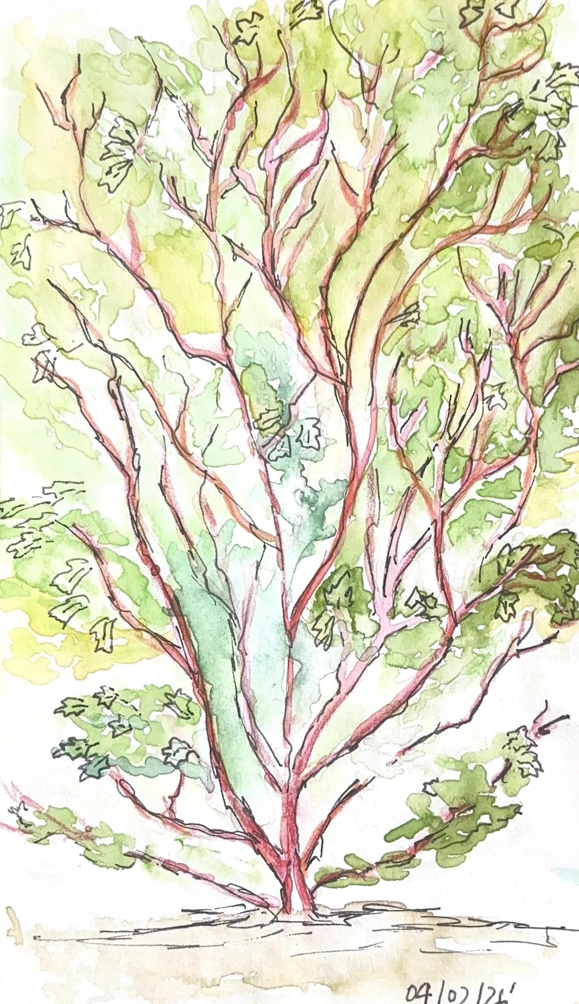 neighbortree